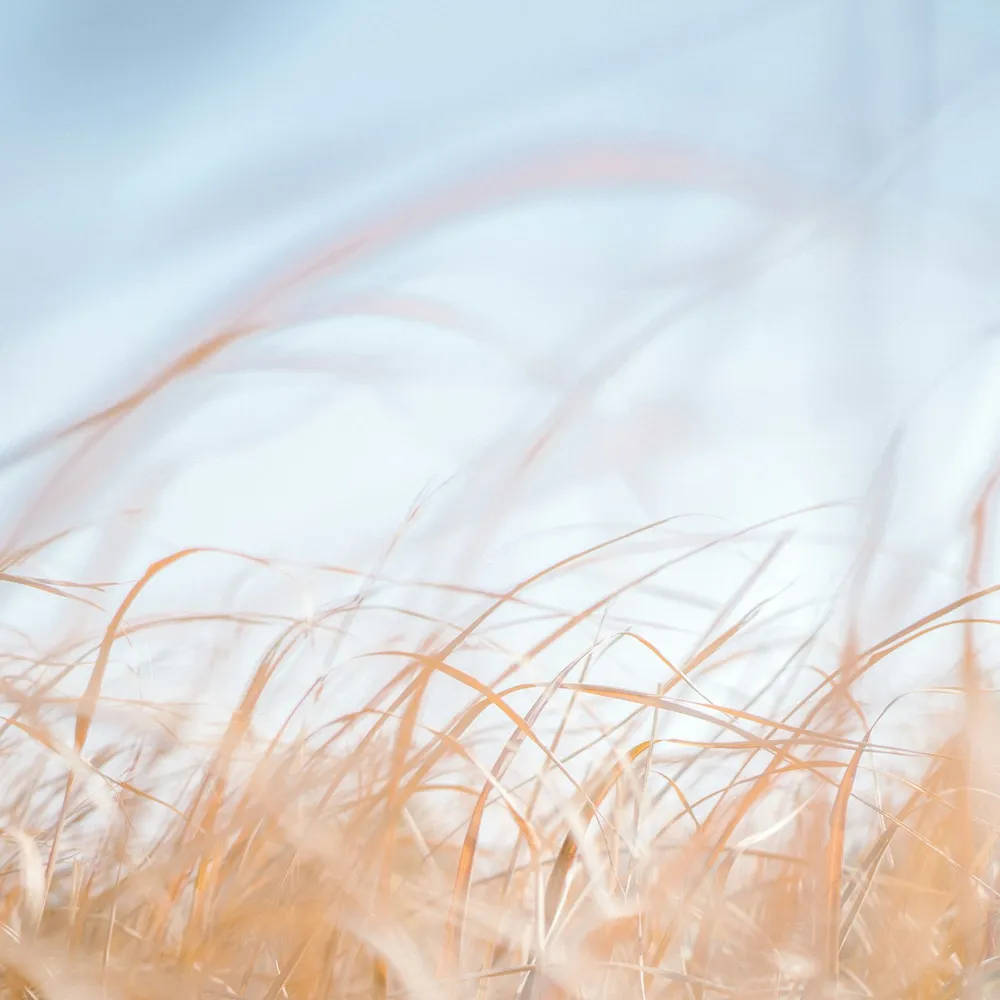 Wind moving through tall grass at golden hour